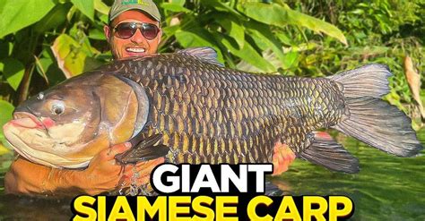 gillhams fishing resort tips|Gillham's Fishing Resort: Baits to use .